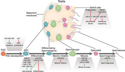 In vivo functions of miRNAs in mammalian spermatogenesis